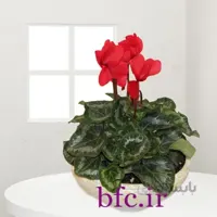 سیکلمن کد 1079924