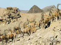 منطقه حفاظت شده موته