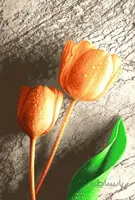 نخ و نقشه طرح شاخه گل کد 243