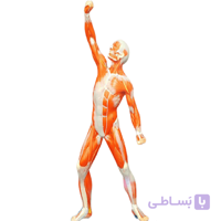 مولاژ عضلات 1/3 فیگور