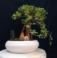 بنسای(بونسای) پرتولاکاریا (کراسولا خرفه) ا Pertolacaria bonsai