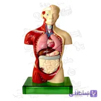 مولاژ آناتومی نیم‌تنه بدن انسان ۱/۵ اندازه طبیعی