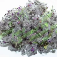 چای کوهی کد 887318
