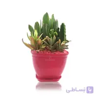 مجموعه ساکولنت در گلدان پلاستیکی ارتفاع 17 سانتی متر