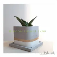 سانسوریا پاکوتاه سبز همراه با گلدان مکعب ا Sanseveria with concrete vase