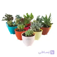 پک 12 عددی ساکولنت در گلدان پلاستیکی مدل 3006