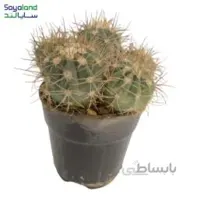 ملو کاکتوس