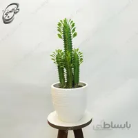 سفارش گل آنلاین – افوربیا تریگونا سبز طرح E-030