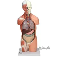 مولاژ نیم تنه انسان 1/2 اندازه طبیعی 14004