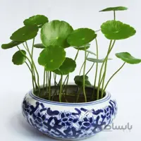 ریزوم هیدروکوتیل 10 عددی