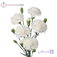 بذر گل میخک سفید