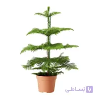 کاج مطبق سطل 10