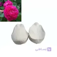 وینر و کاتر گل رز باغی