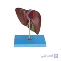 مولاژ کبد
