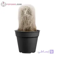 کاکتوس اولدمن (پیرمرد)