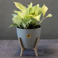پتوس مرمری (ملکه)
