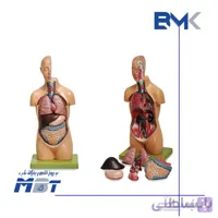 مولاژ نیم تنه انسان با نمایش برش مغز