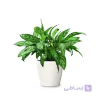 خرید گل آنلاین – آگلونما نخشید سیلور کینگ