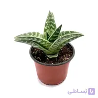 بذر آلوئه واریگاتا بسته 5 عددی