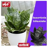 گل سانسوریا مینیاتوری سبز