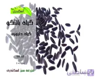 بذر بالنگو