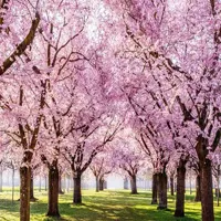 بذر درخت ساکورای ژاپنی