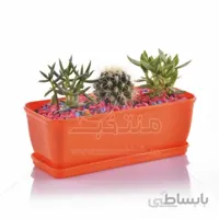 مجموعه ساکولنت در باکس پلاستیکی کلاسیک ارتفاع 15 سانت