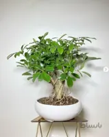 بونسای شفلرا ( بونسای اصیل و مقاوم )