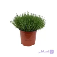 بذر آویشن باغی