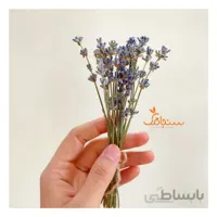 اسطوخودوس ( ۲۰شاخه)