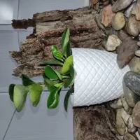 قاشقی ا pepper face