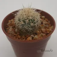 تلوکاکتوس بیکالر تیغ طلائی