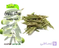 برگ زیتون