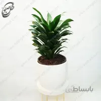 سفارش گل آنلاین – دراسنا کامپکت طرح D-021
