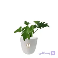 گیاه طبیعی برگ انجیری کوچک گلباران