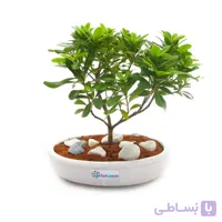 بونسای میخک هندی | متوسط