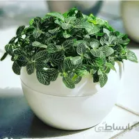 اپونتیا آرتیکولاتا کلکسیونی