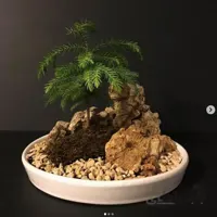 بونساى كاج آروكاريا (تک درخت)