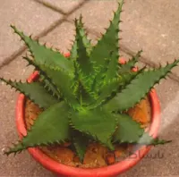 بذر آلوئه