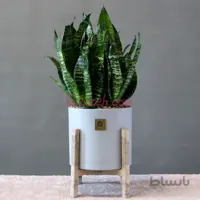 سانسوریا کرواتی سبز