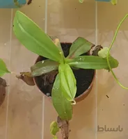 نپنتس