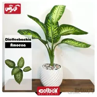 گل دیفن باخیا Dieffenbachia Amoena