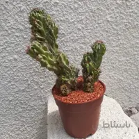 کاکتوس سرئوس صخره ای (گلدان 14)
