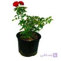گل ساناز