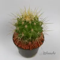 کاکتوس گروزنی خار طلایی بسیار باکیفیت