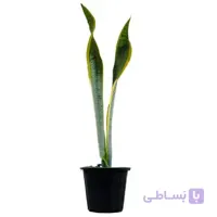 گیاه سانسوریا سایز کوچک