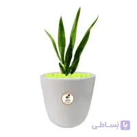 گیاه طبیعی سانسوریا لب طلایی بزرگ