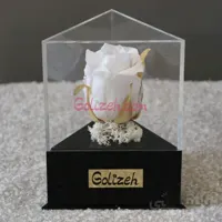 رز ماندگار هلندی