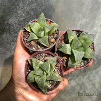 هاورتیا رتوسا جاینت