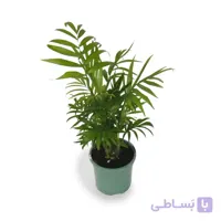 شامادورا گلدان 10